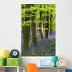 Bluebells In The Woods, Nottinghamshire, England Wall Mural