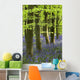 Bluebells In The Woods, Nottinghamshire, England Wall Mural