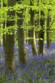 Bluebells In The Woods, Nottinghamshire, England Wall Mural
