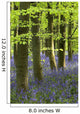 Bluebells In The Woods, Nottinghamshire, England Wall Mural