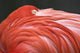 Close Up Of A Flamingo Resting Its Head On Its Back Wall Mural