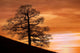 Tree Against A Sunset Sky, Nottinghamshire, England Wall Mural