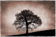 Tree Against A Stormy Sky Wall Mural