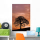 Tree Against A Sunset Sky, Nottinghamshire, England Wall Mural