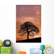 Tree Against A Sunset Sky, Nottinghamshire, England Wall Mural