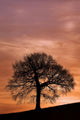 Tree Against A Sunset Sky, Nottinghamshire, England Wall Mural