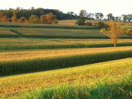 Fields Wall Mural