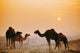 Camels At The Pushkar Camel Fair, India Wall Mural