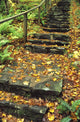 Stone Stairway In Forest Wall Mural