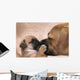 Puggle Welpe Ksst Wall Mural