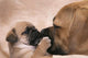 Puggle Welpe Ksst Wall Mural