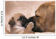 Puggle Welpe Ksst Wall Mural