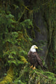 Eagle In The Woods Wall Mural
