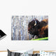 Bison Wall Mural
