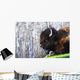 Bison Wall Mural