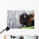 Bison Wall Mural