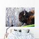 Bison Wall Mural