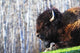 Bison Wall Mural