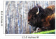 Bison Wall Mural
