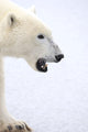 Polar Bear Wall Decal