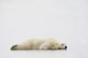 Polar Bear Laying Down Wall Mural