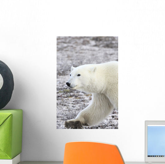 A Polar Bear Wall Mural