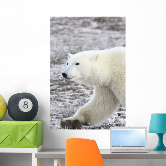 A Polar Bear Wall Mural
