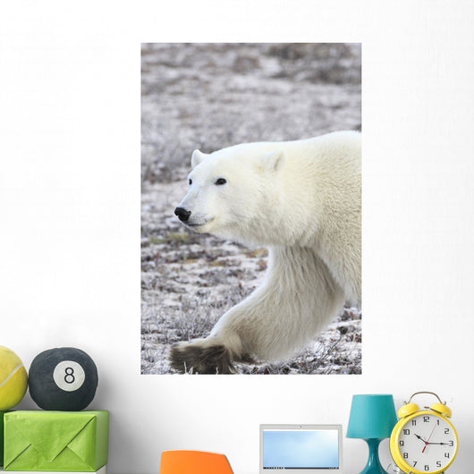 A Polar Bear Wall Mural