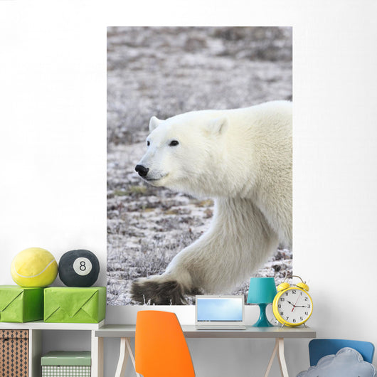 A Polar Bear Wall Mural