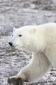 A Polar Bear Wall Mural