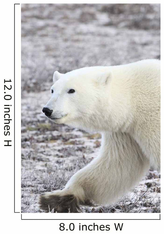 A Polar Bear Wall Mural