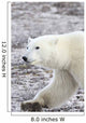 A Polar Bear Wall Mural