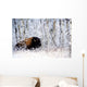 Buffalo In The Snow Wall Mural