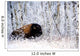 Buffalo In The Snow Wall Mural