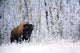 Bison In The Snow, Elk Island National Park, Alberta, Canada Wall Mural