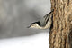 Bird On The Side Of A Tree Wall Mural