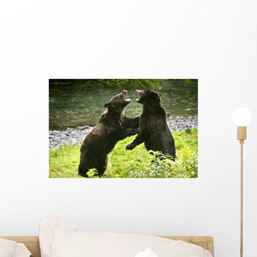 Two Grizzly Bears Fighting Wall Mural