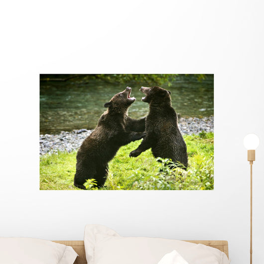 Two Grizzly Bears Fighting Wall Mural