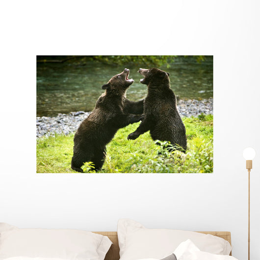 Two Grizzly Bears Fighting Wall Mural