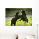 Two Grizzly Bears Fighting Wall Mural