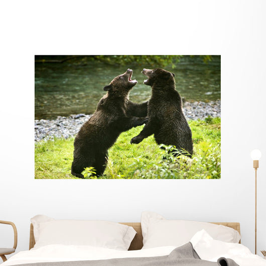 Two Grizzly Bears Fighting Wall Mural