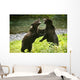 Two Grizzly Bears Fighting Wall Mural
