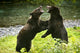 Two Grizzly Bears Fighting Wall Mural