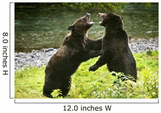 Two Grizzly Bears Fighting Wall Mural