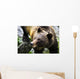 Grizzly Bear Wall Mural