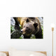 Grizzly Bear Wall Mural