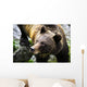 Grizzly Bear Wall Mural