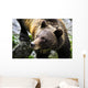 Grizzly Bear Wall Mural