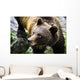 Grizzly Bear Wall Mural