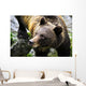Grizzly Bear Wall Mural